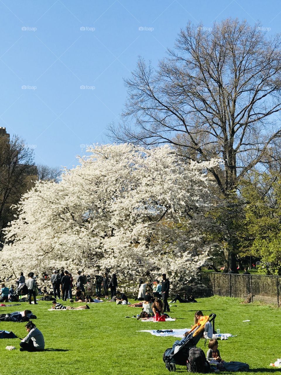 Welcoming Spring in Central Park 