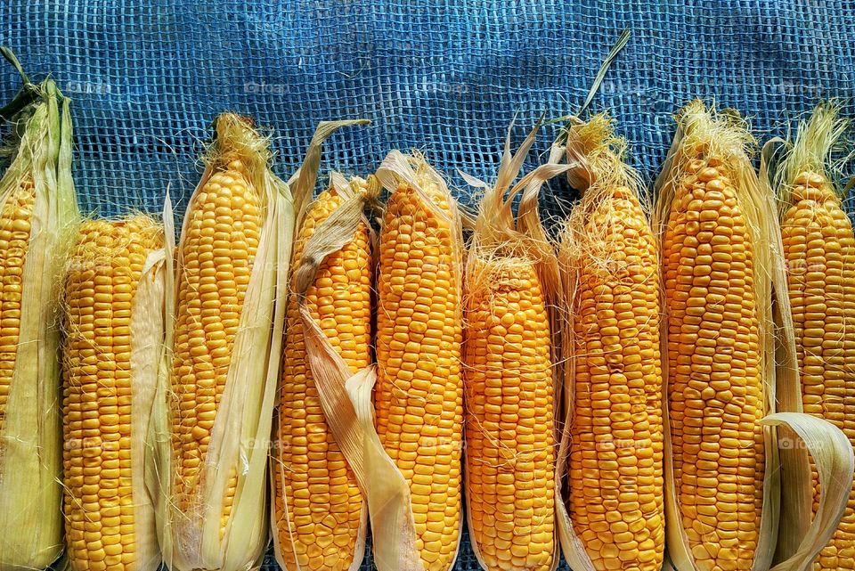 a swing of yellow corn on a blue grid background