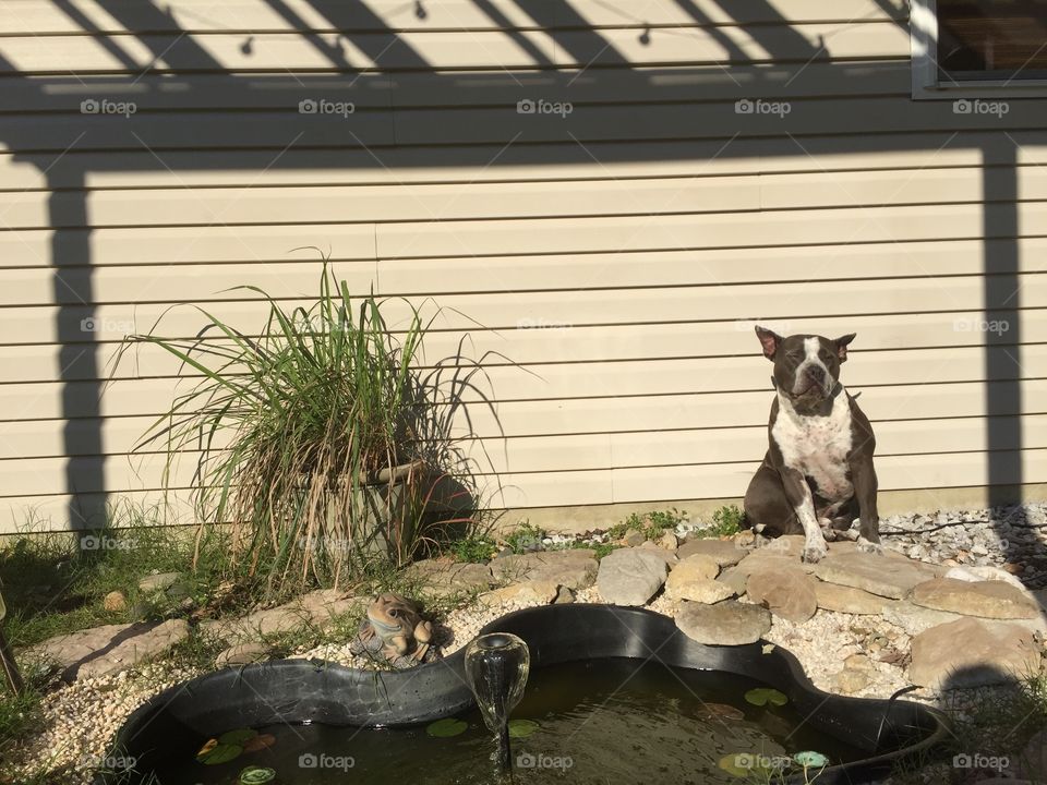 Dog relaxing by pond