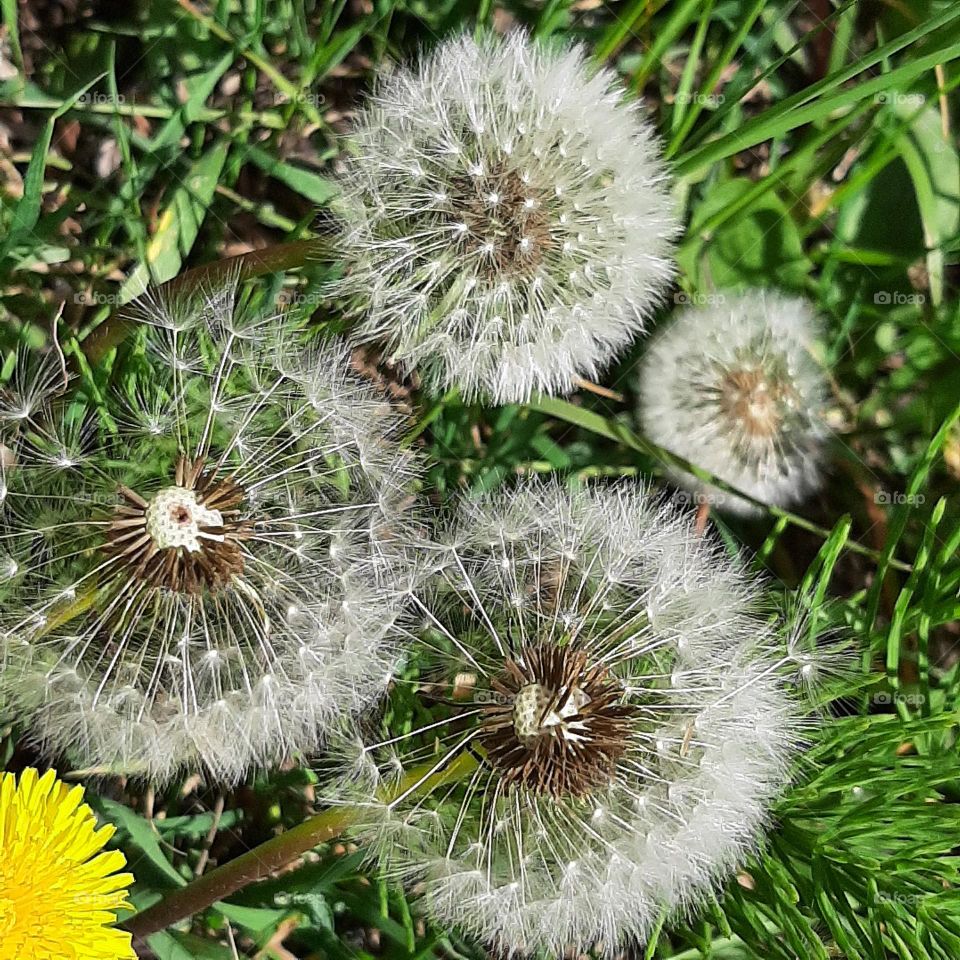 dandelion