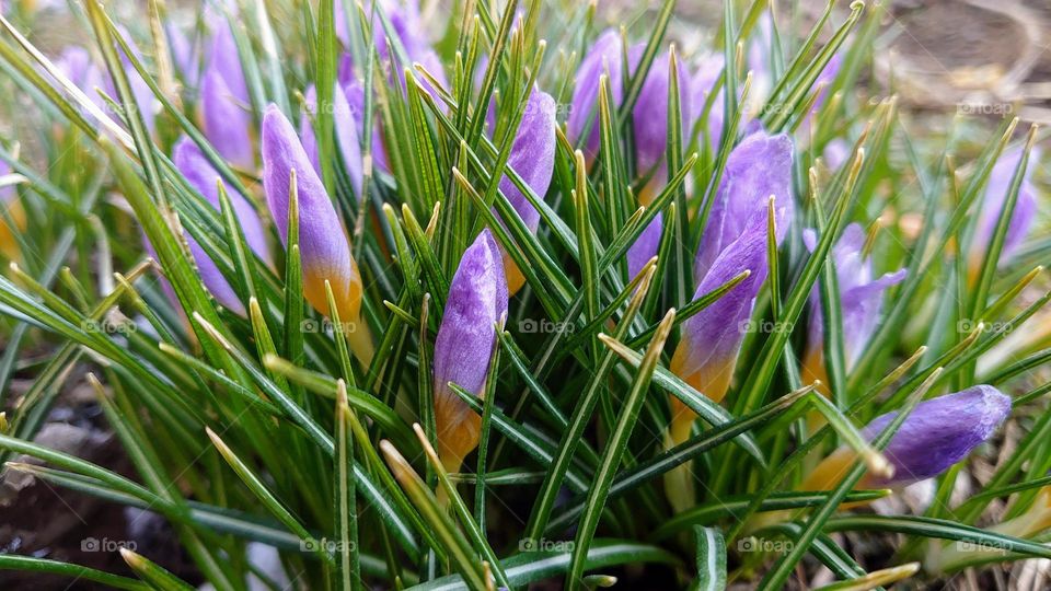 Spring flowers 💜💟