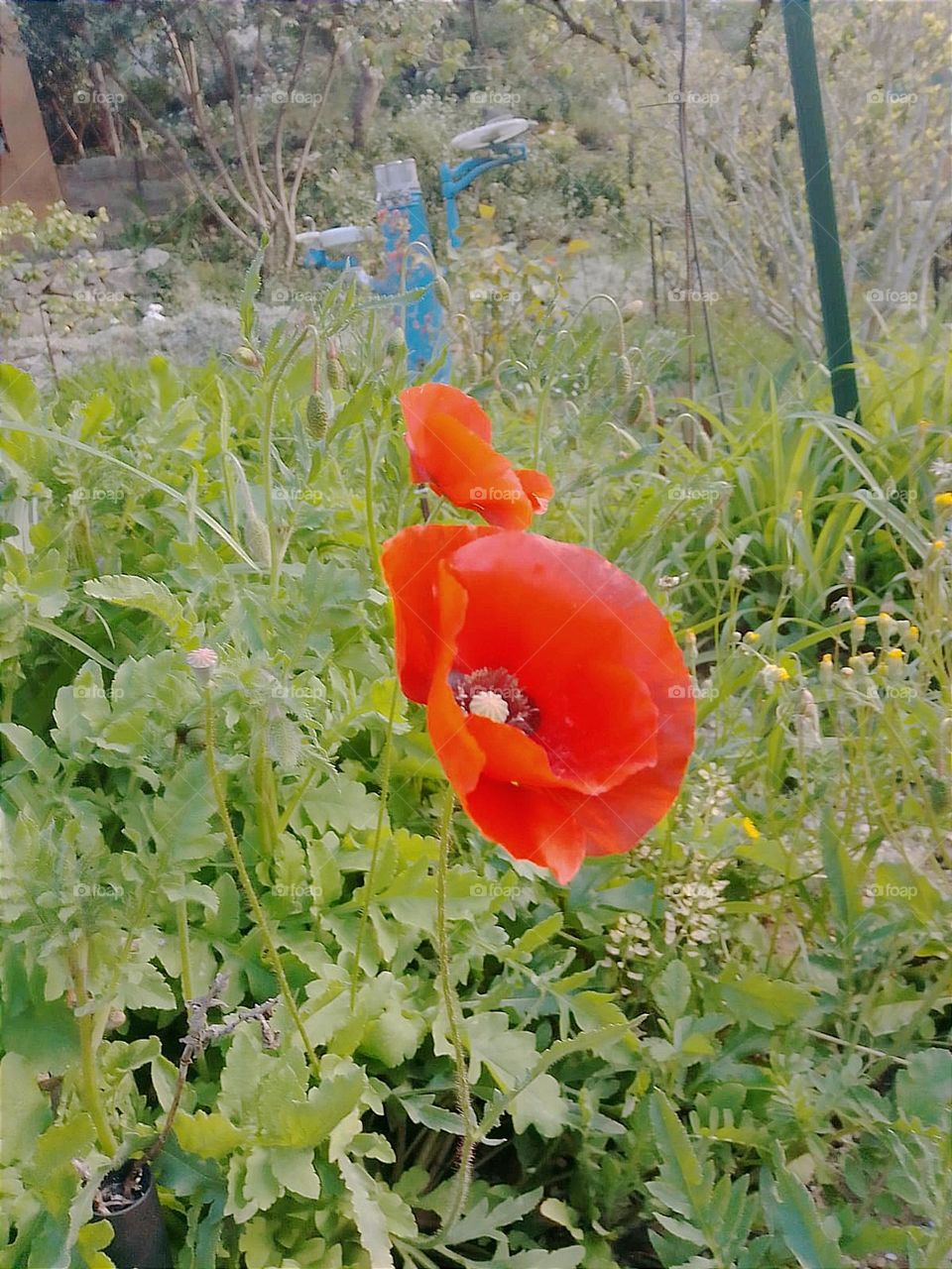 Coquelicot