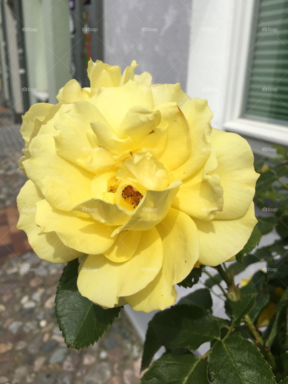 Yellow rose 