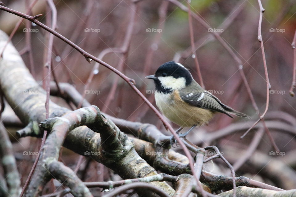 Coal Tit 