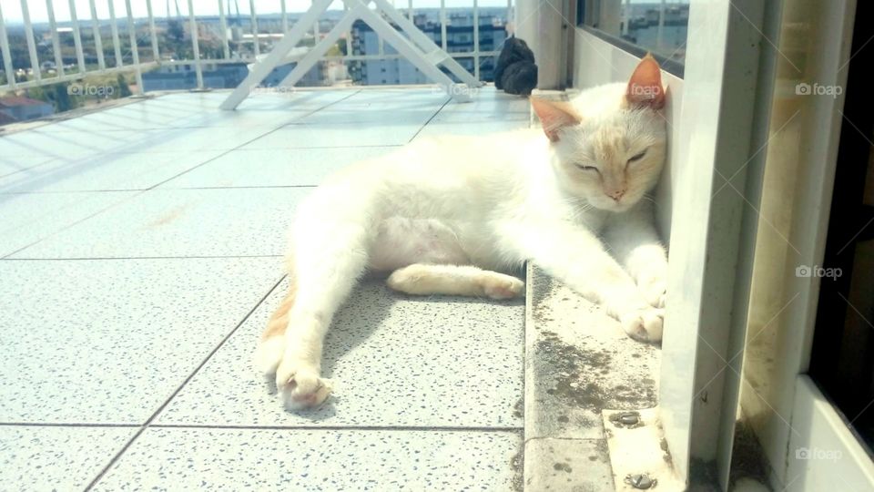 sleeping at the balcony