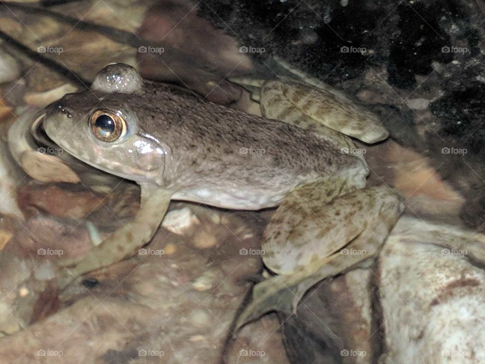 Bullfrog Baby