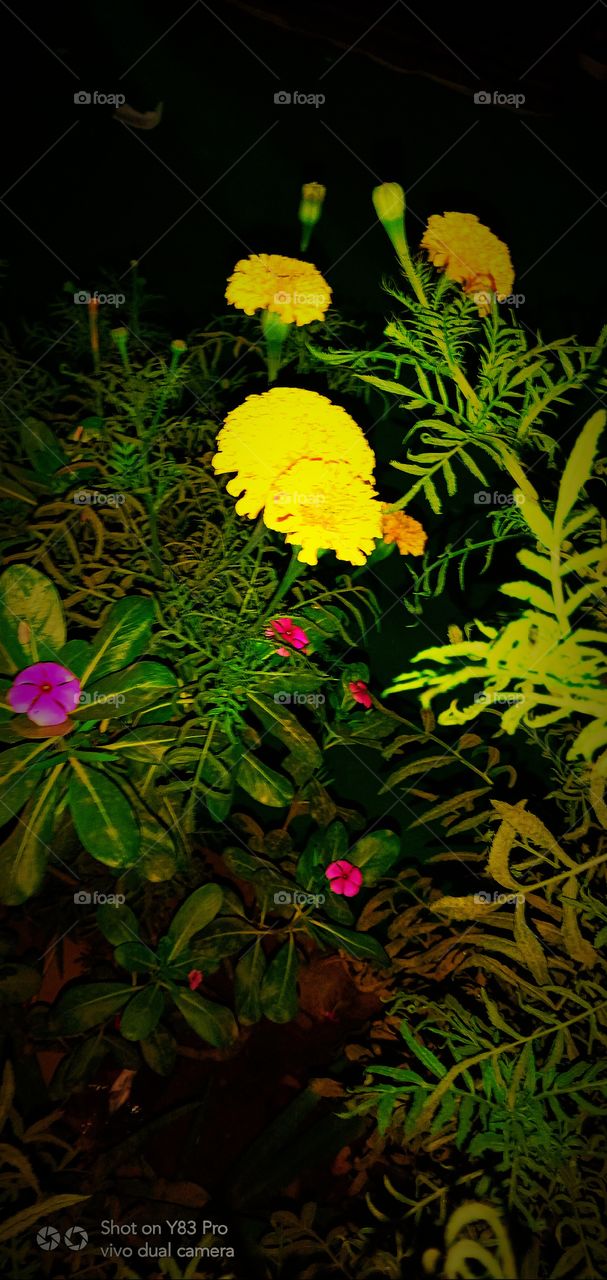 foap india plz support me