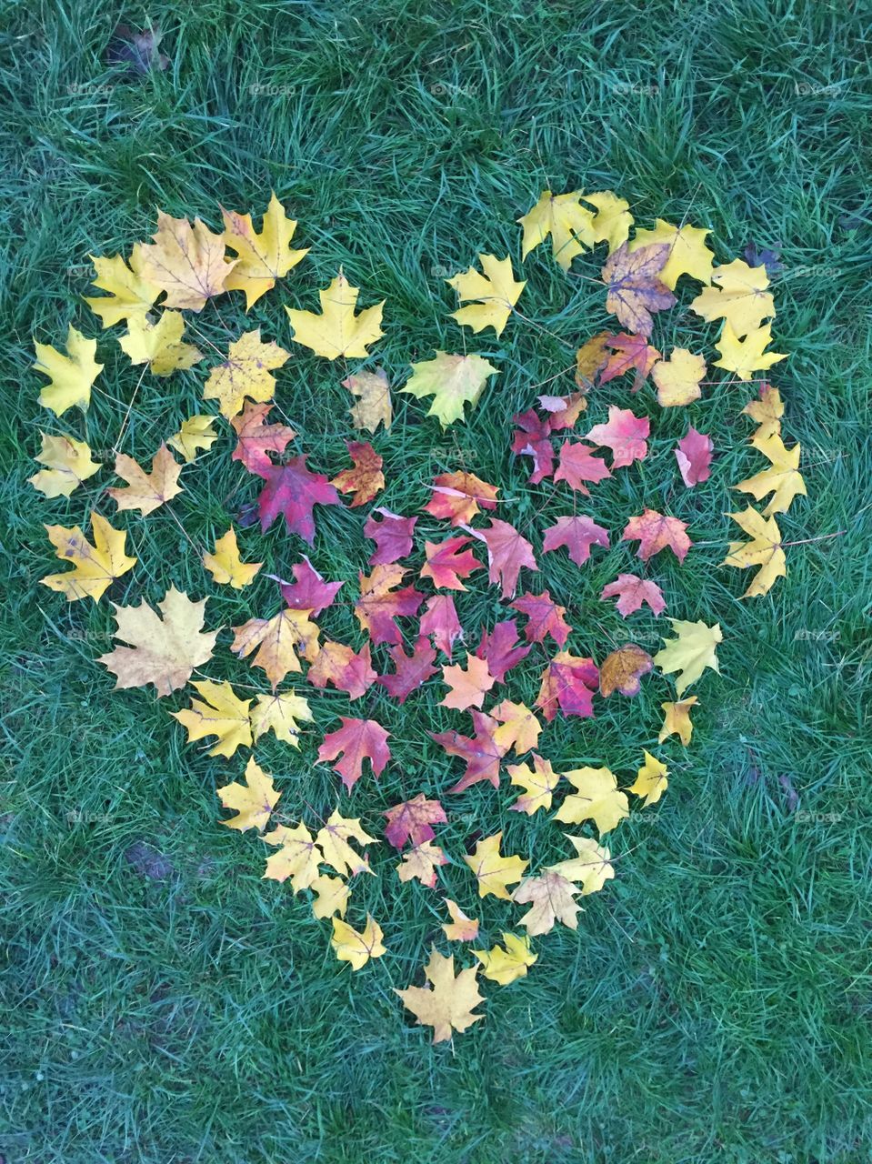 Heart made of Autumn leaves on the ground