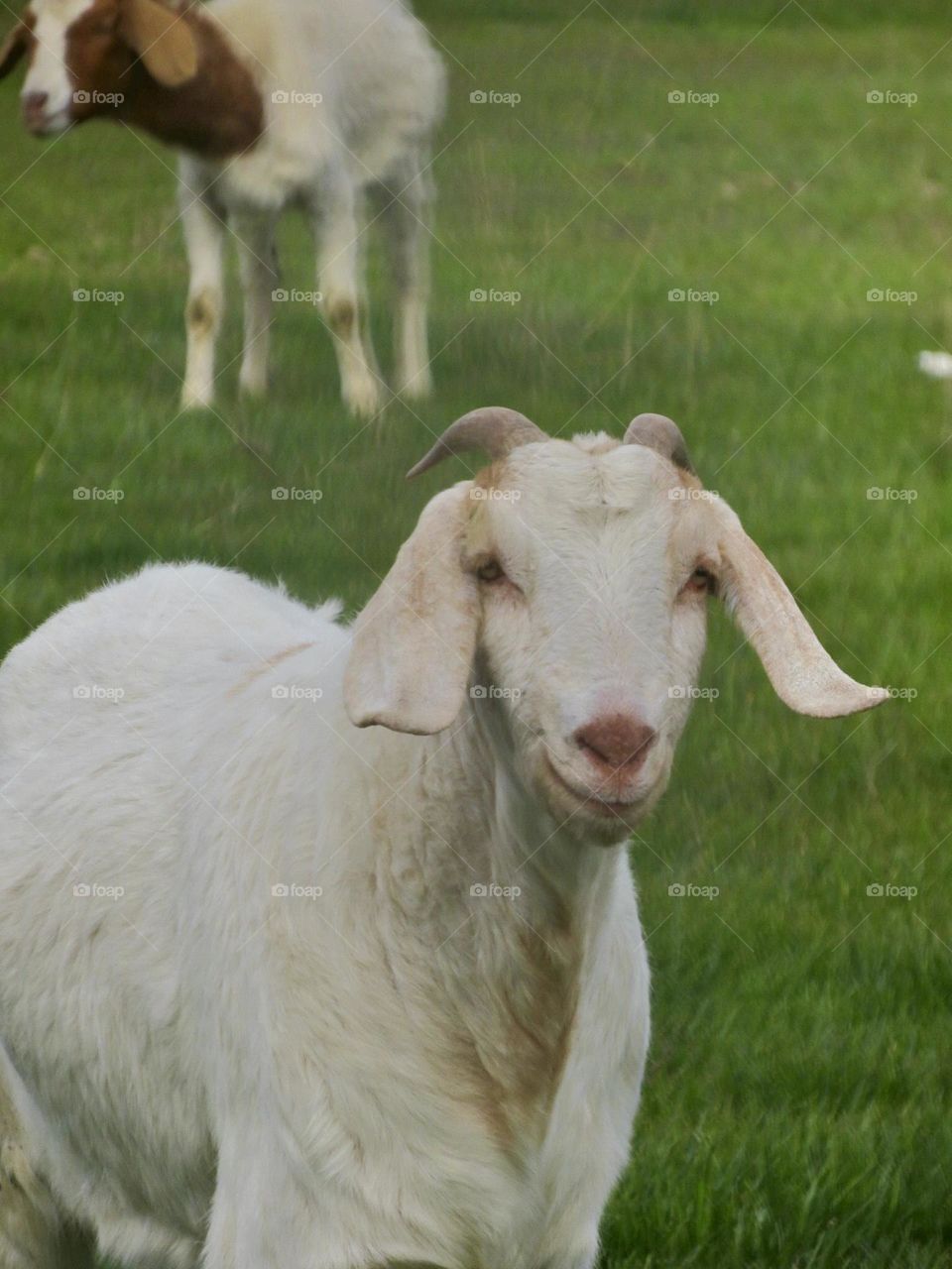 White Goat