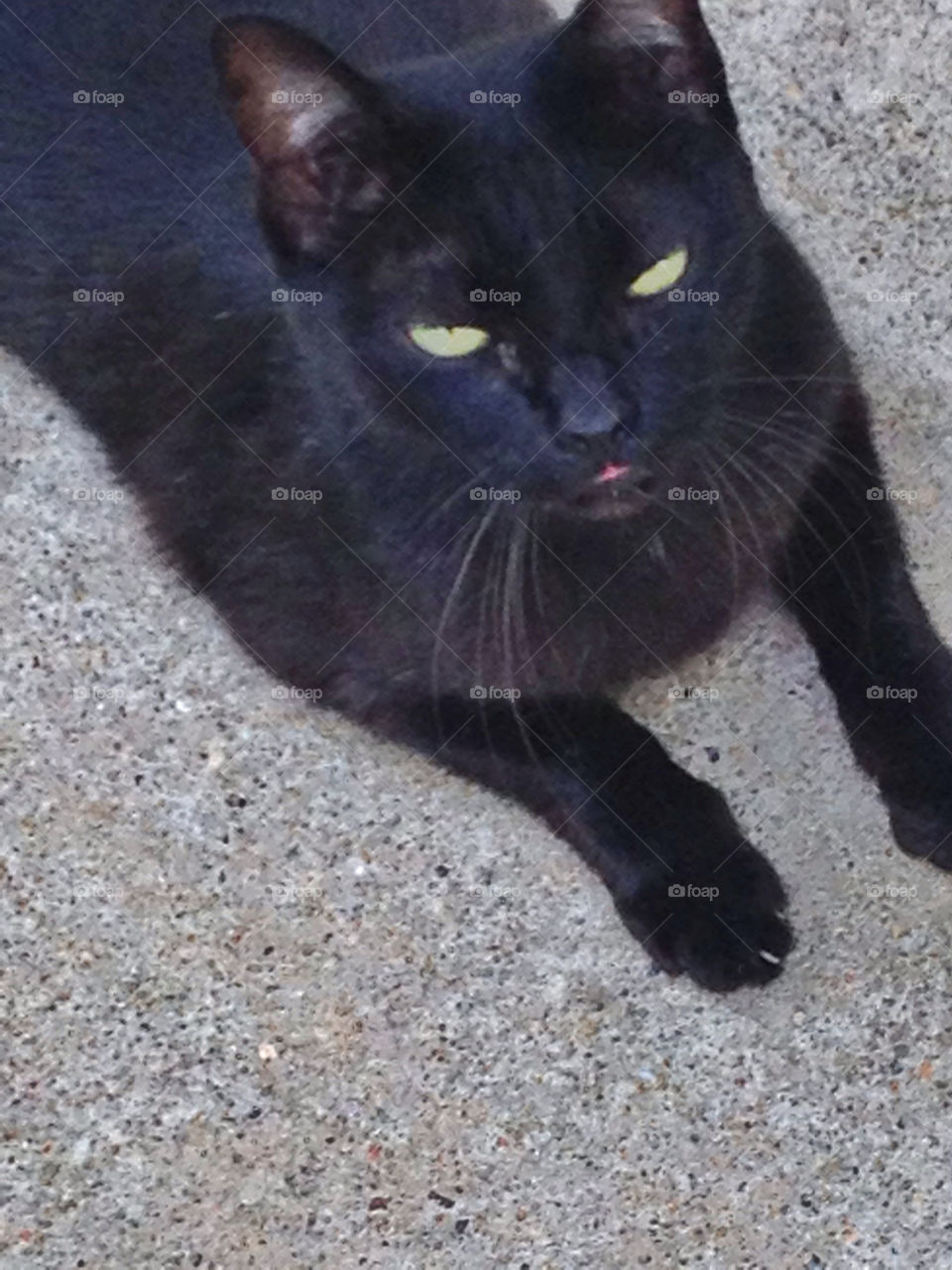 Black cat with a sarcastic face.
