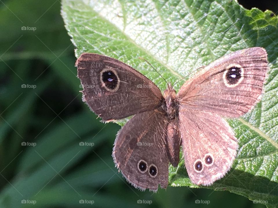 Close up brown butterfly 
