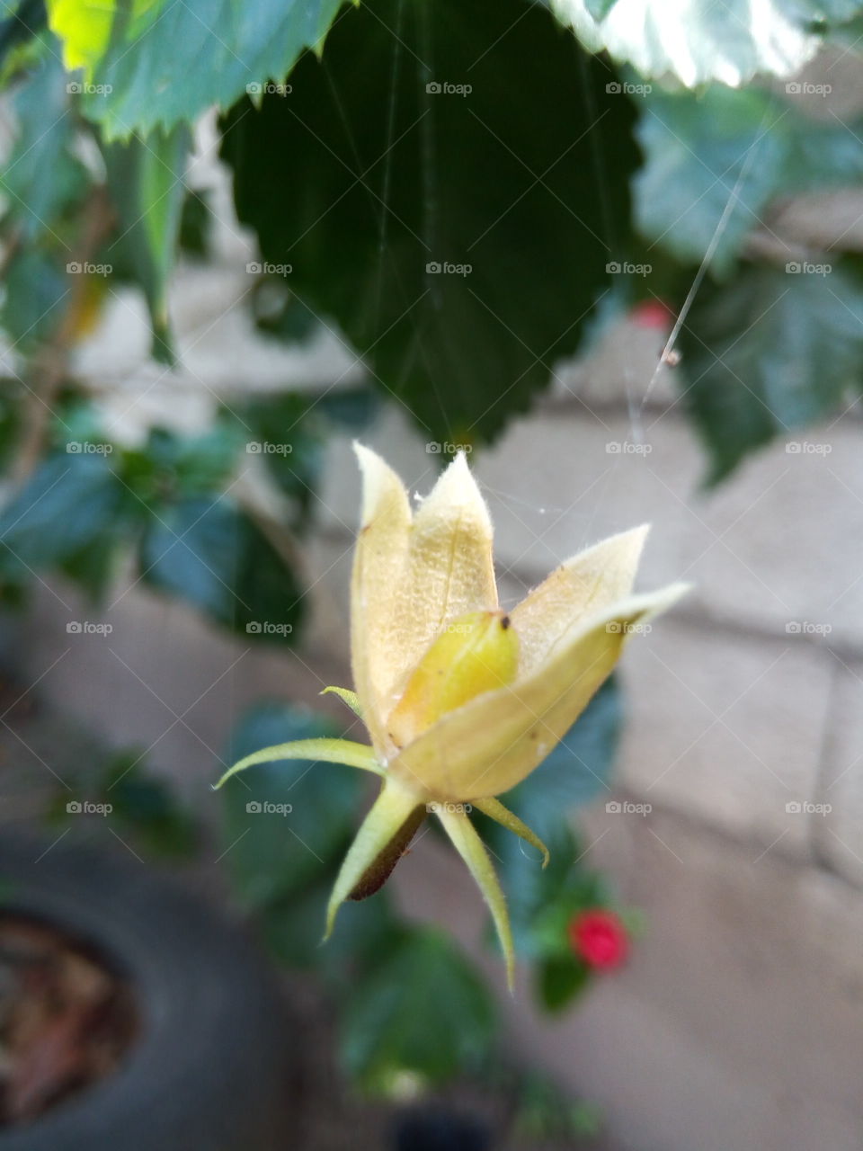 hanging hibiscus shuttle