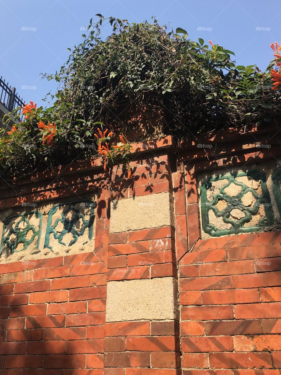 Orange flower plant on the orange wall