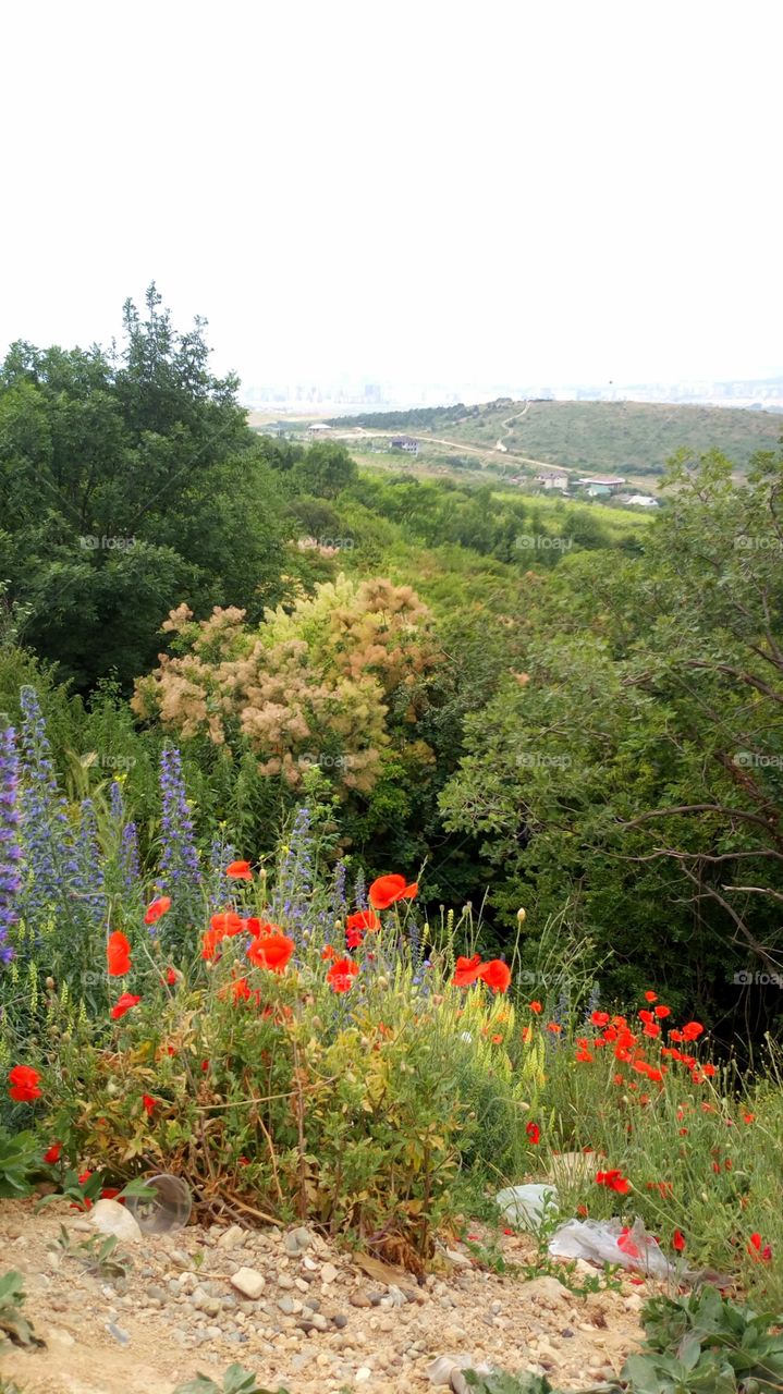 view of a coastal city with poppies in the foreground