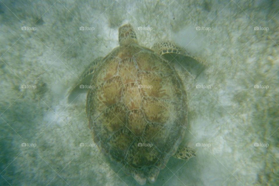 Sea turtle just swimming