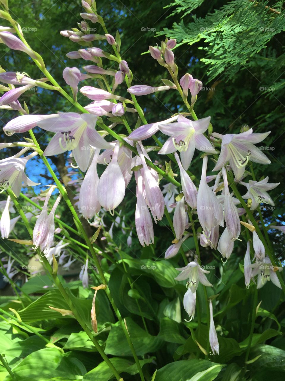 Purple hostas 