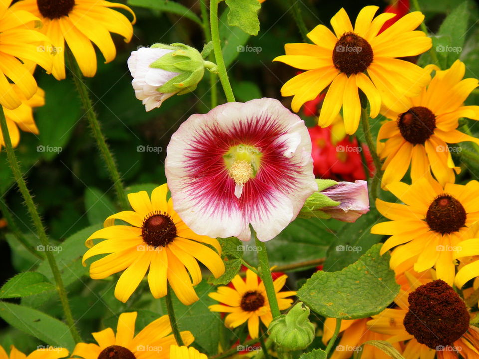 Odd Flower Out. This photo was taken outside the Alumni House on the campus of William and Mary.