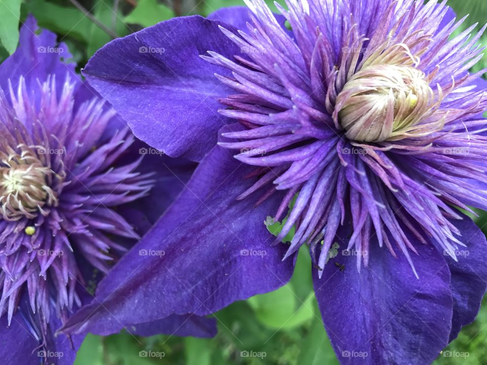 Passion flowers 