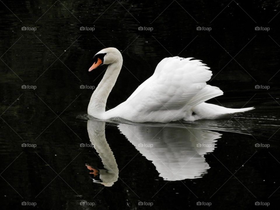 swan