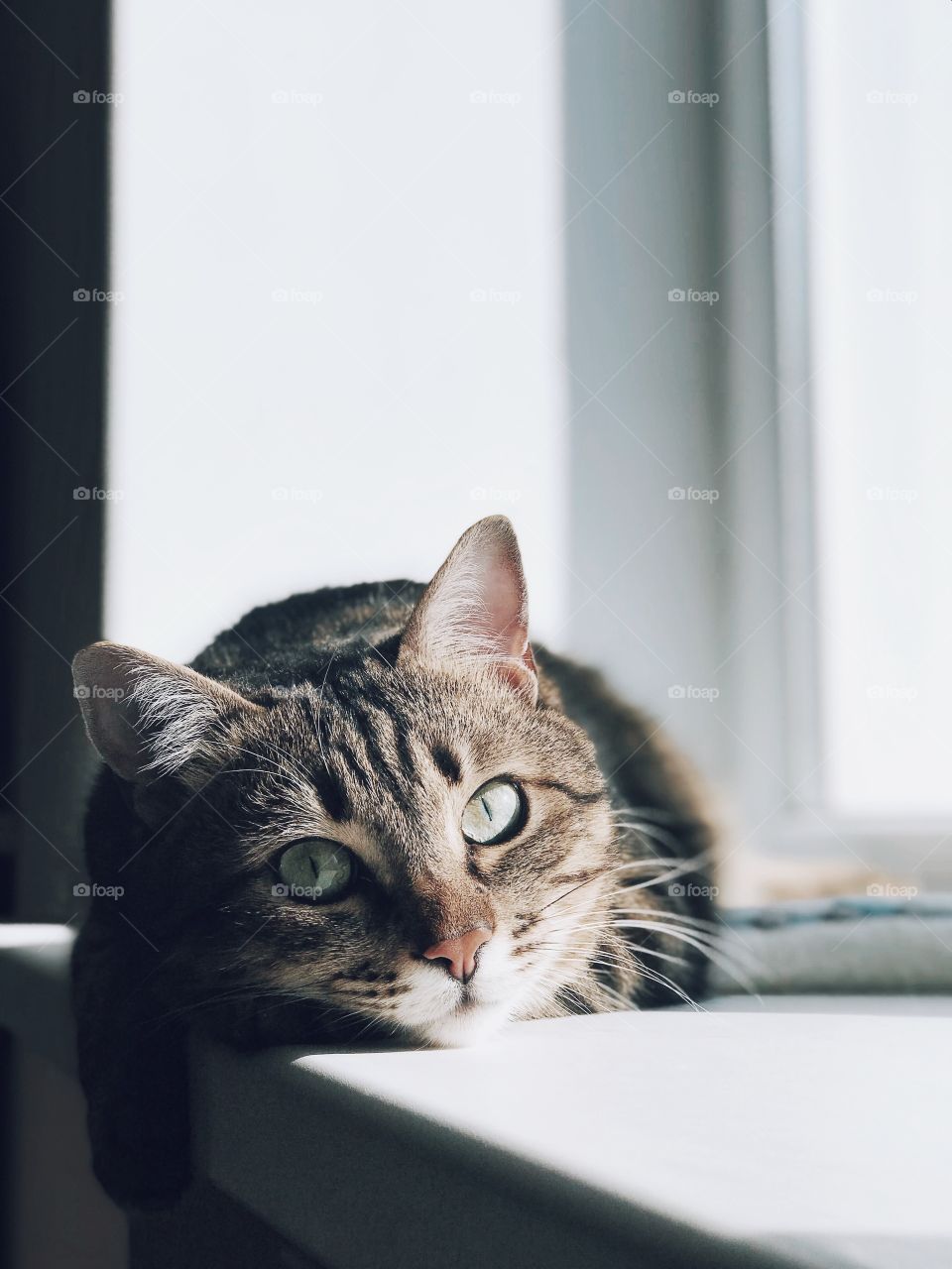 Portrait of cute cat. Beautiful cat