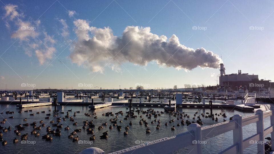 Birds in the lake