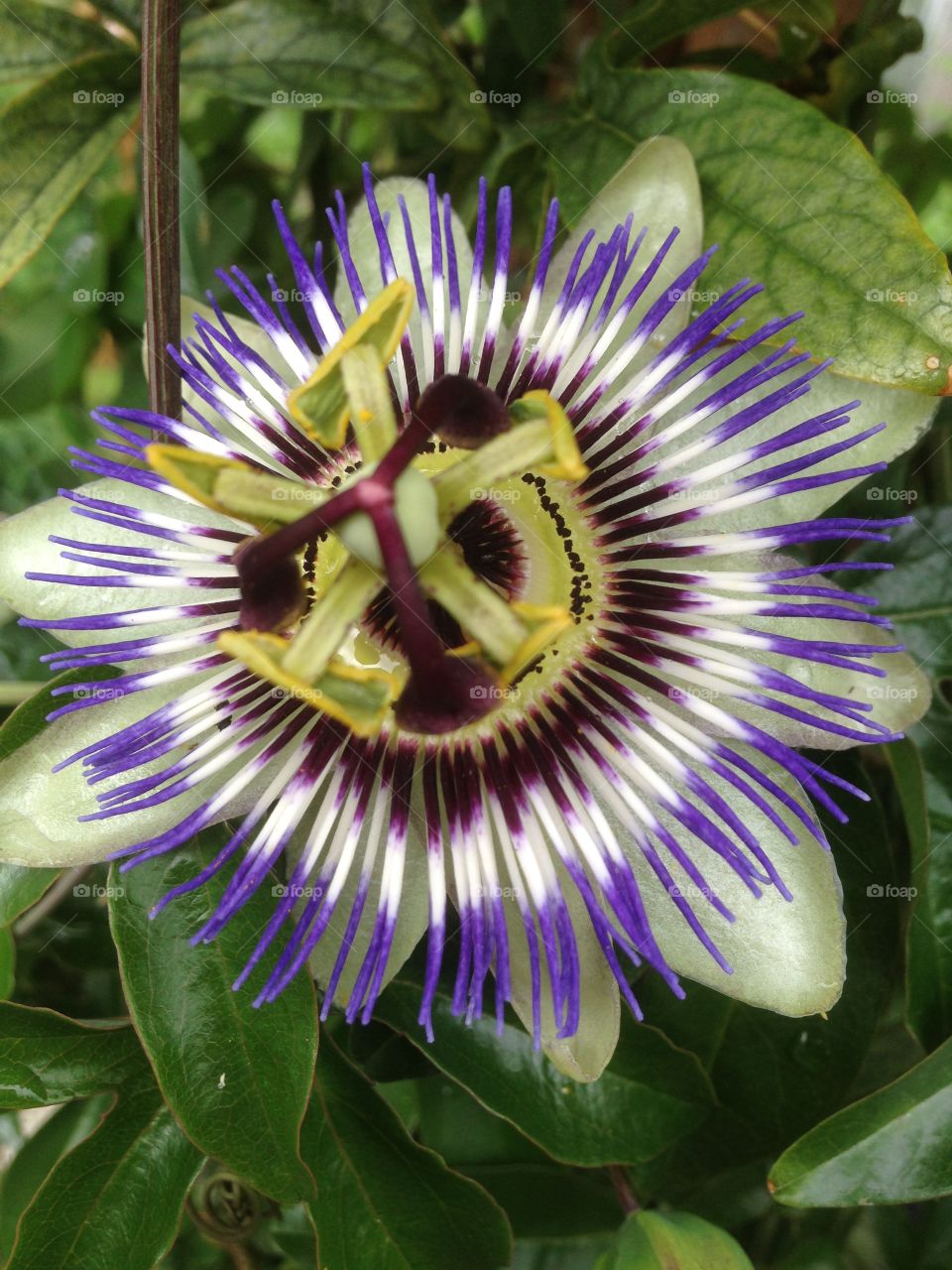 Passion flower