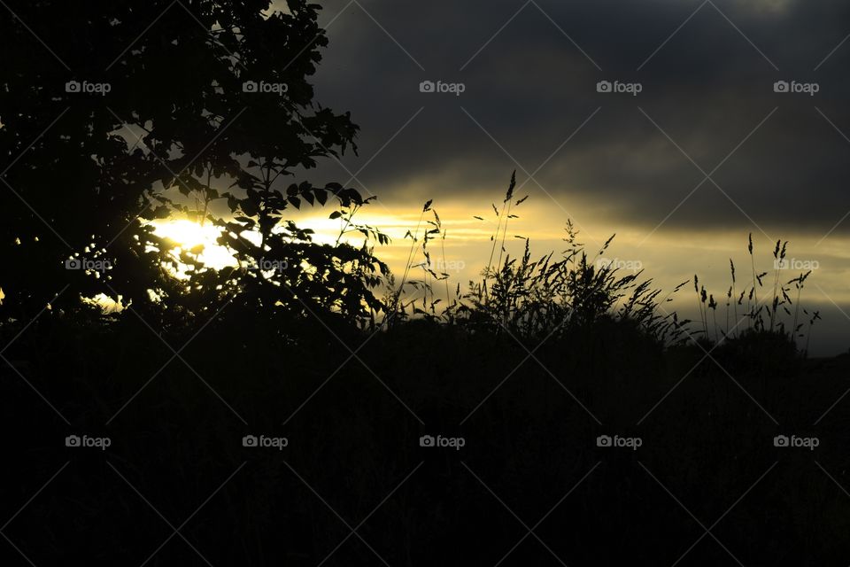 landscape with trees