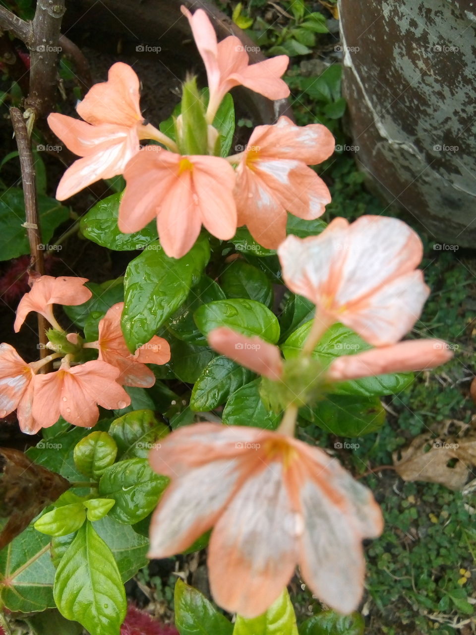 Orange bloom

Crossandra infundibuliformis aka Firecracker flower