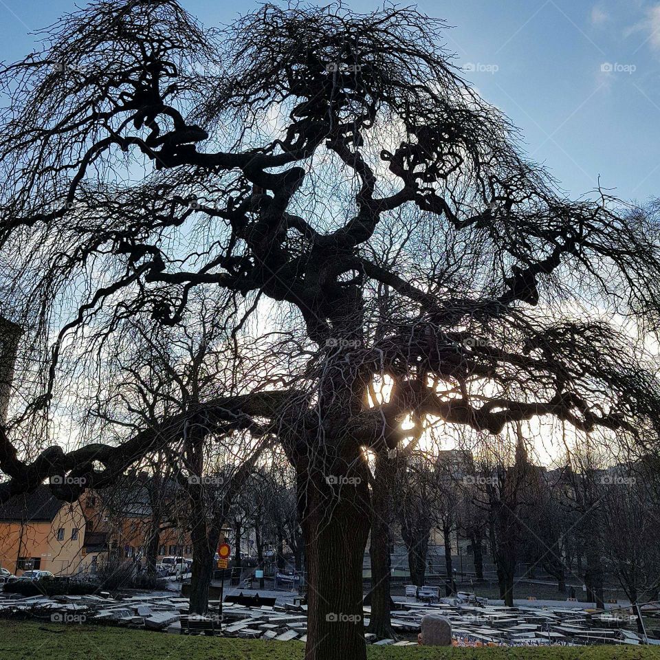 trees in Stockholm