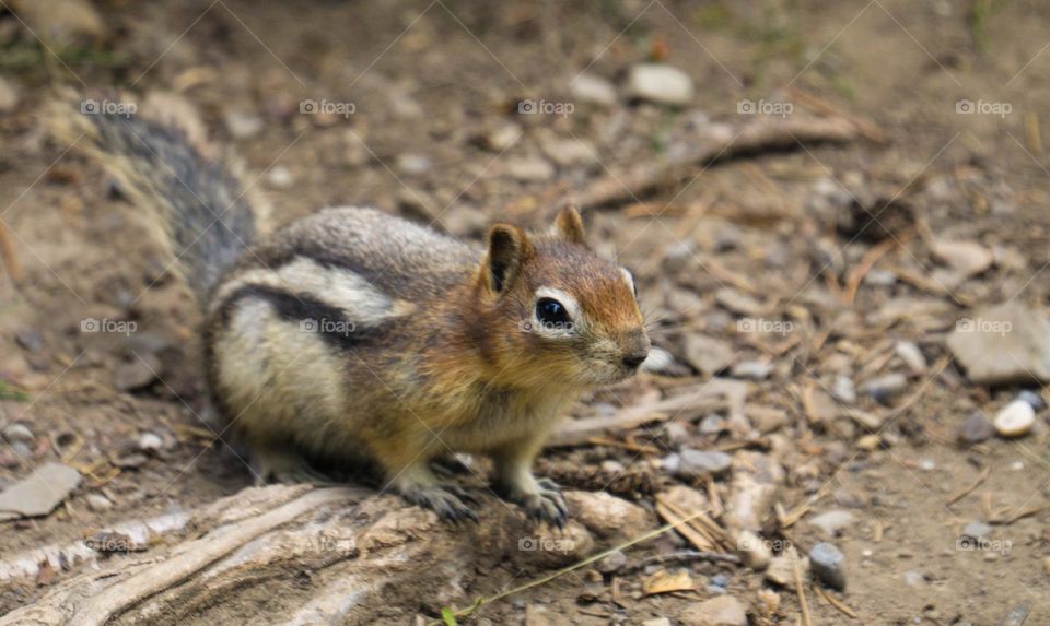 Chipmunk