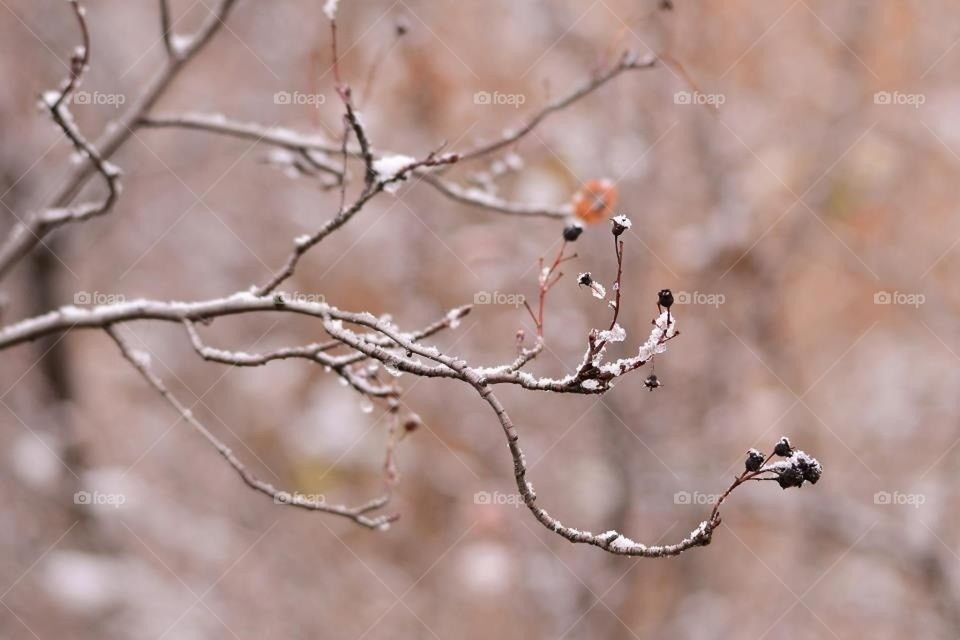 woods branches focus stems by darnellholmes0101