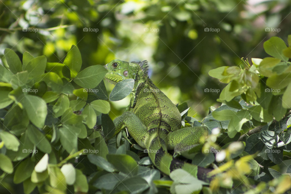 Green Iguana