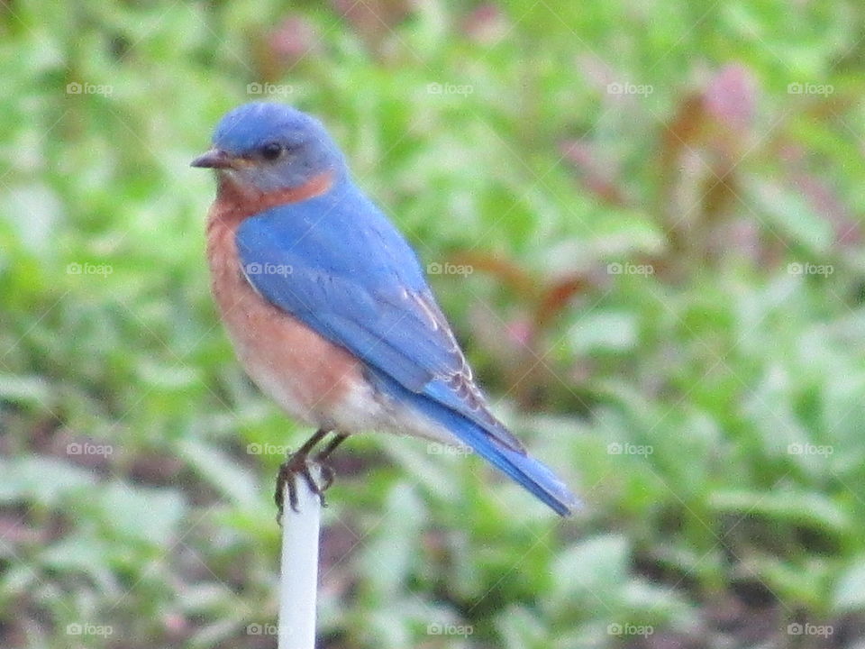Bluebird