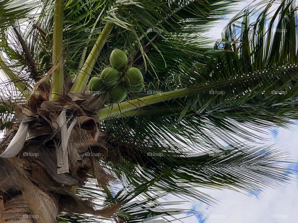 Coconut nut palm.