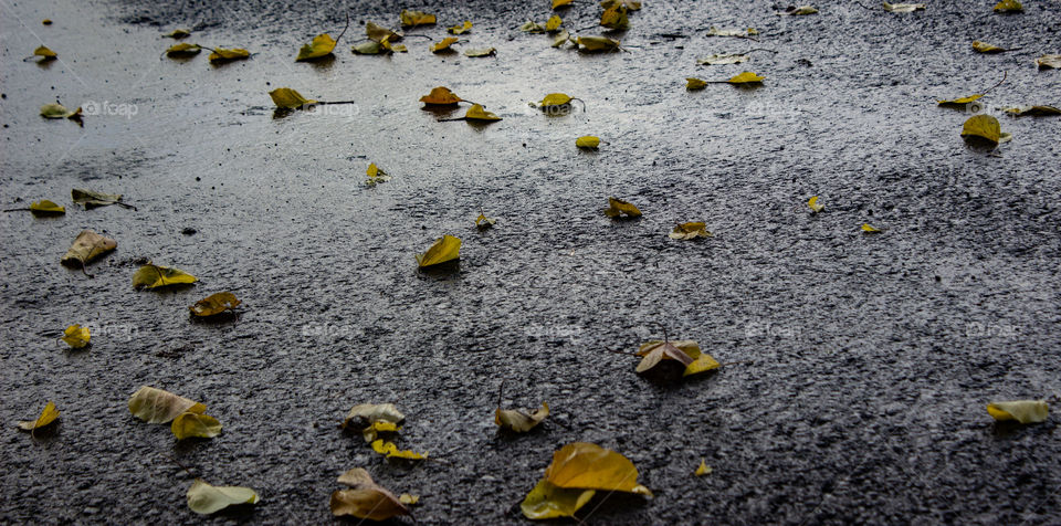 Autumn leaves on black asphalt
