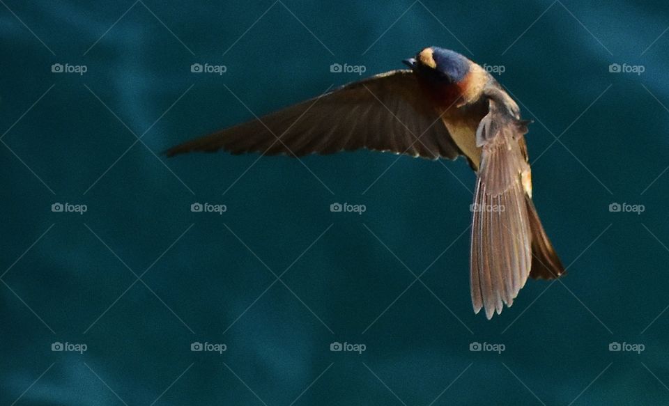 A swallow in flight.