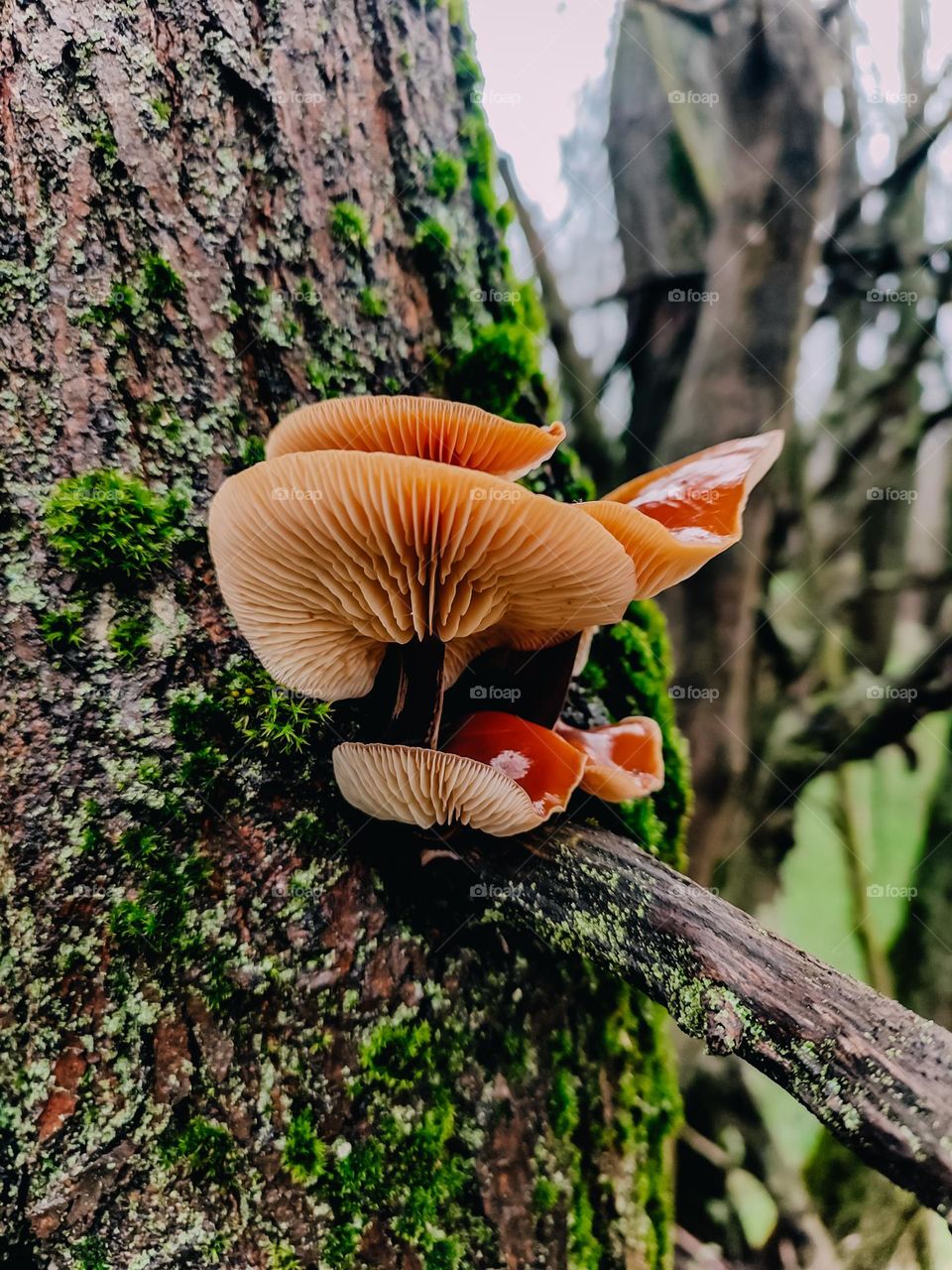 Orange cap mushrooms Flammulina velutipes is growing on the tree trunk, covered with green moss and lichens