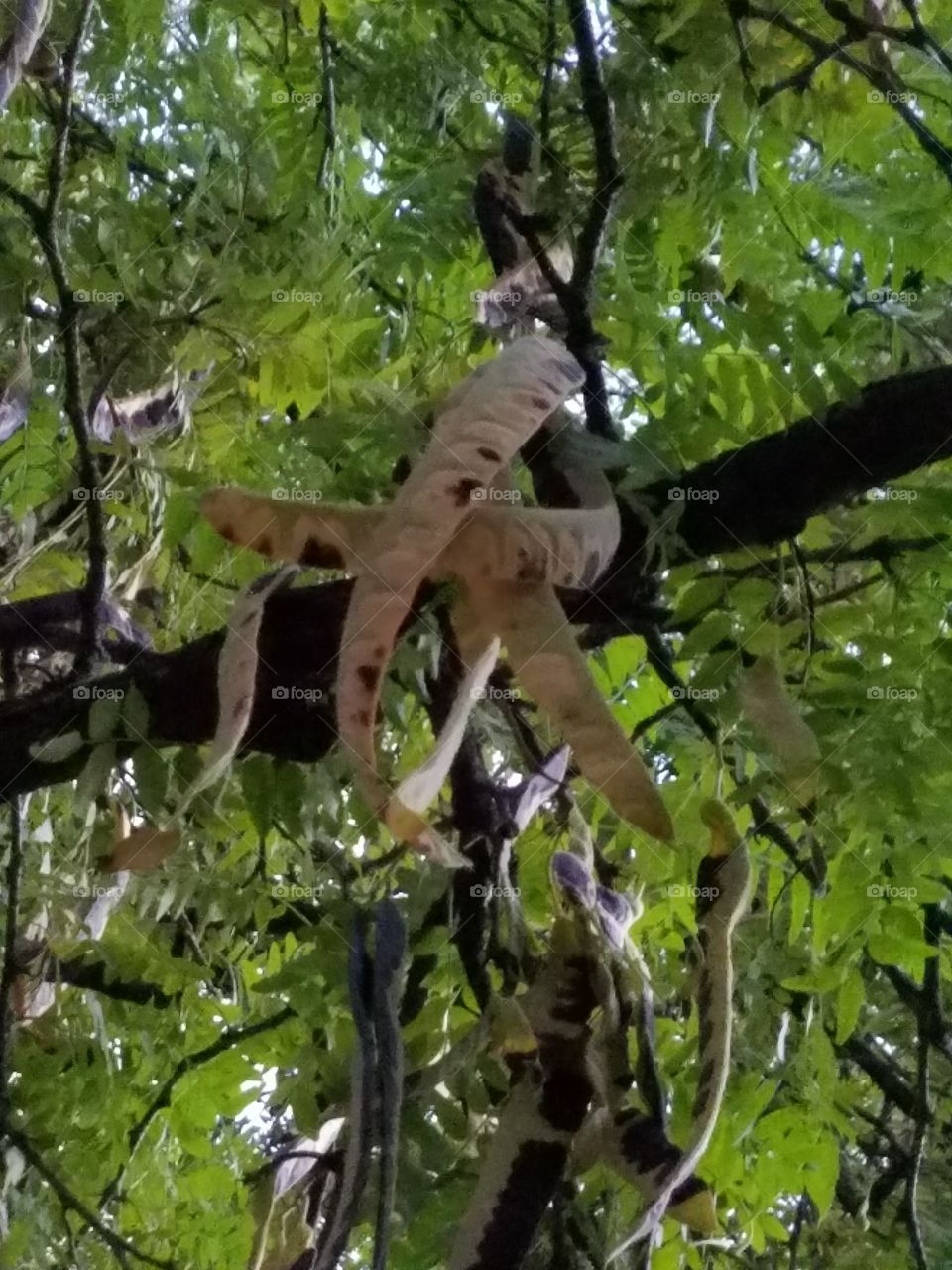 Low angle view of tree branch