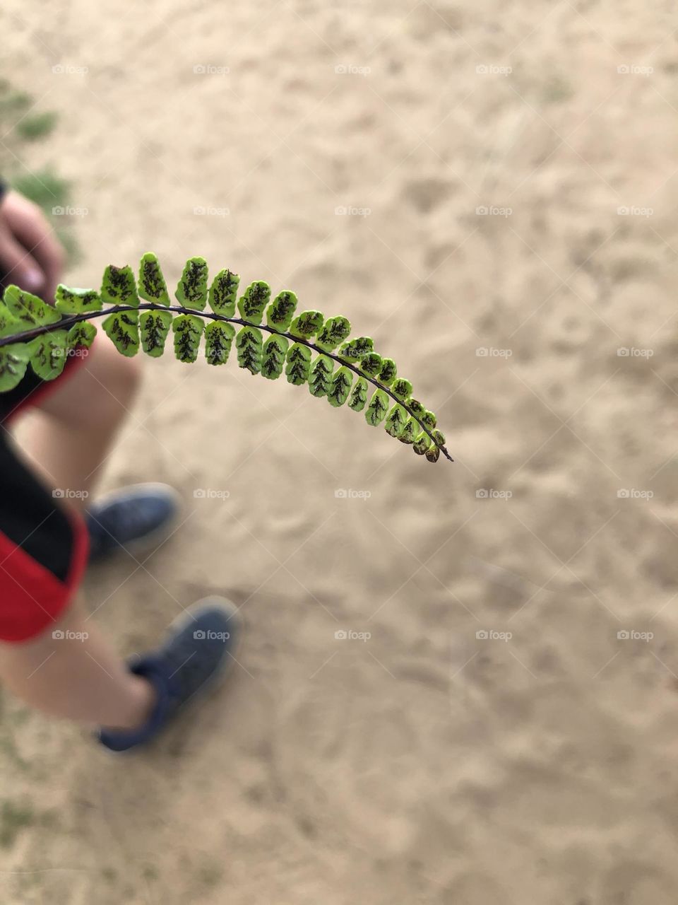 Leaf on the beach 