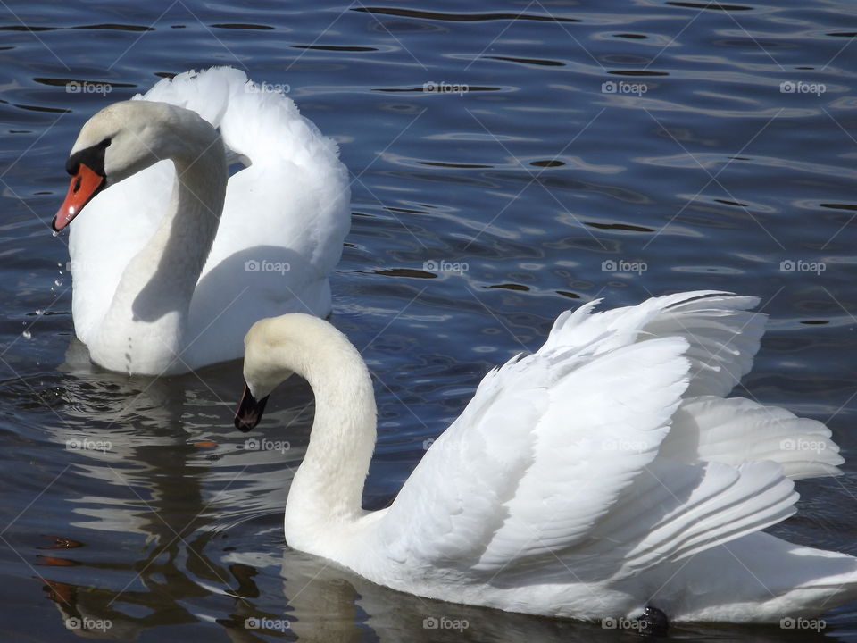 Swans swim in the lake