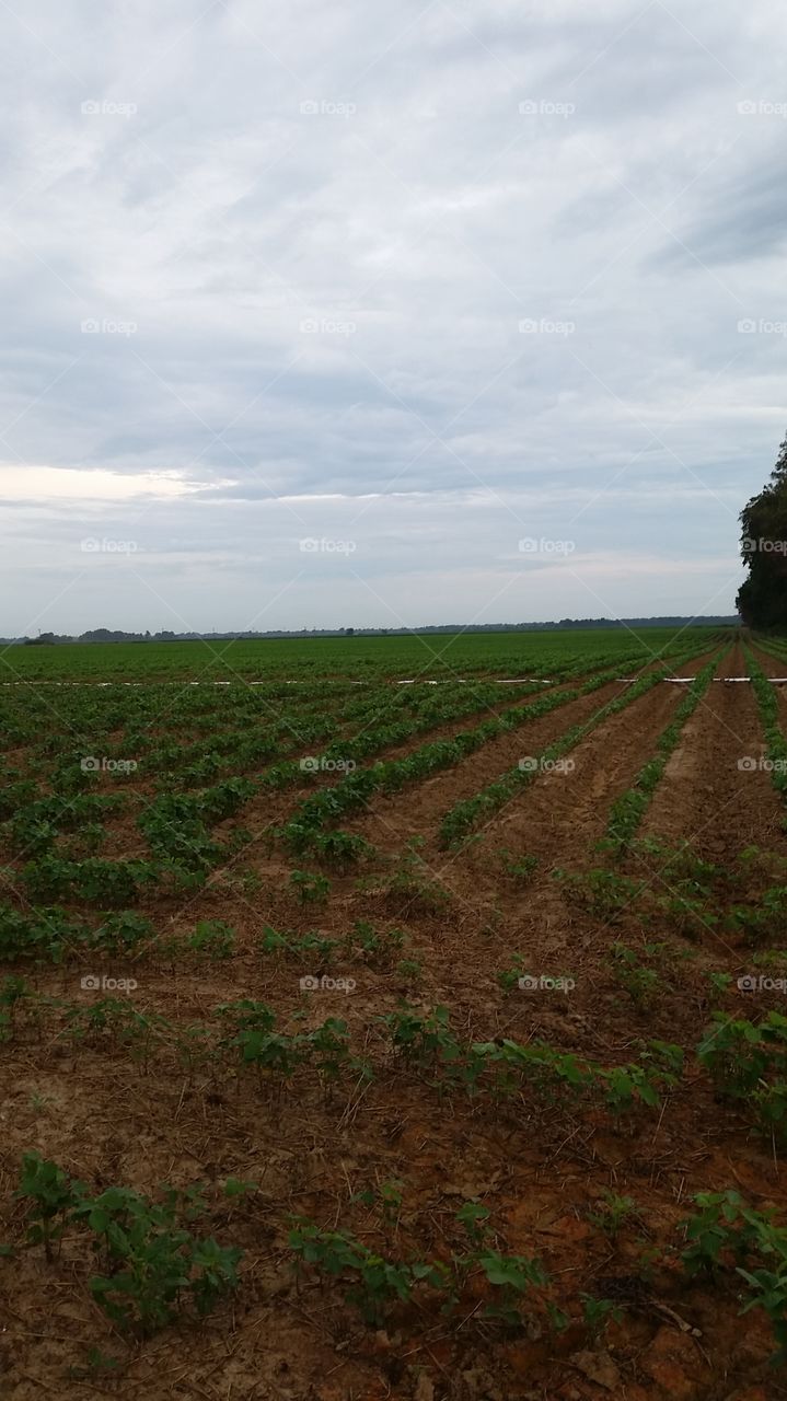 Field. Beans field in Marianna, Arkanzas