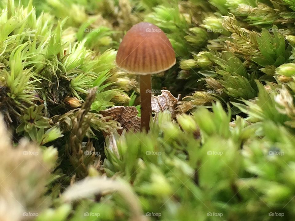 Macro mushroom 
