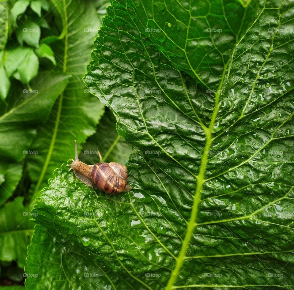 A Snail on a Big Green Leaf in a Neighbourhood Garden after Raining All Day