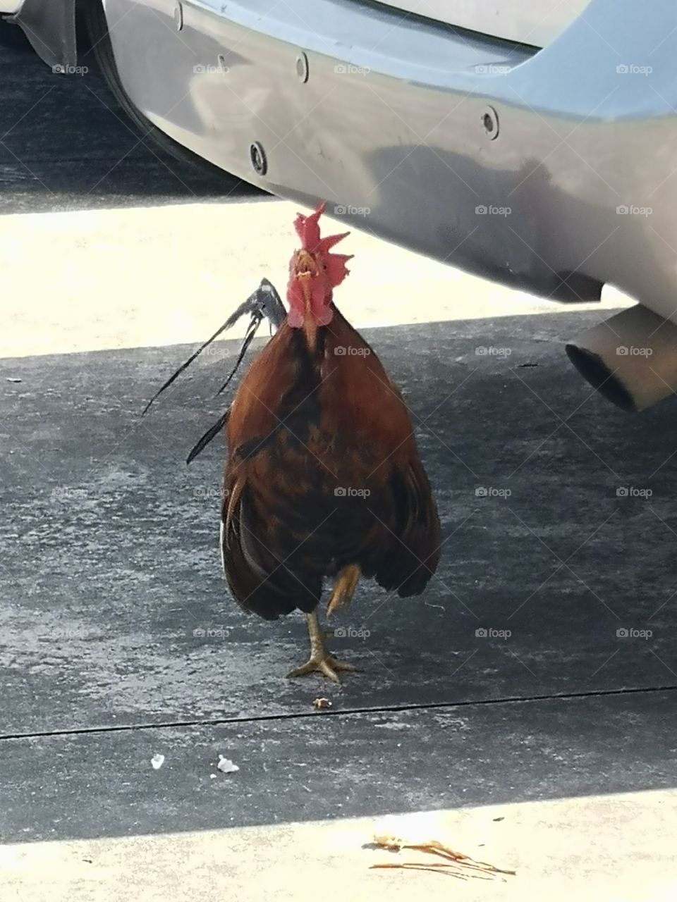 Chicken Independent