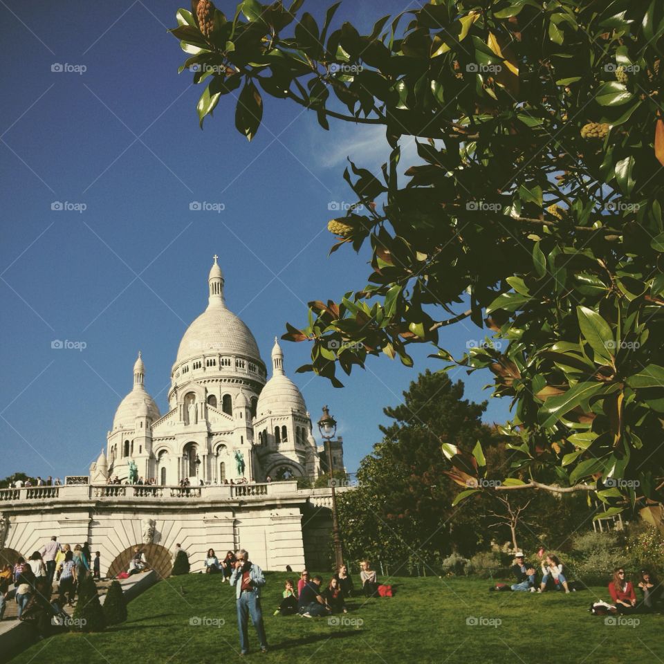 Blooming trees in spring Paris