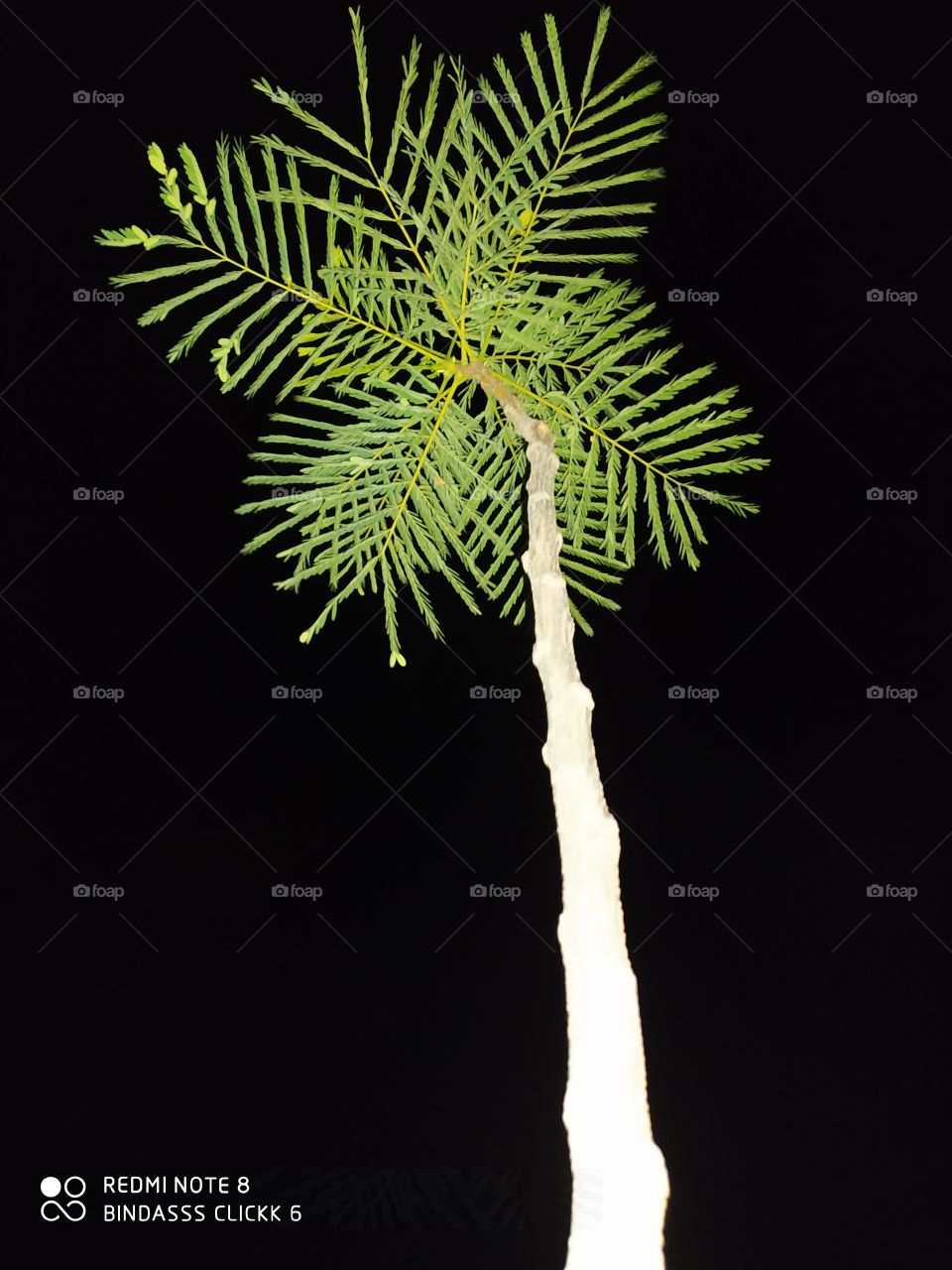 plant shot at night