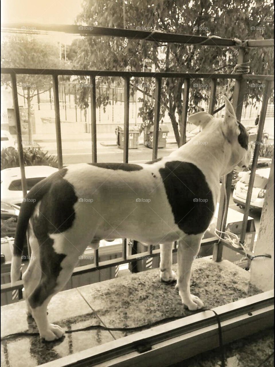 mirando por el balcon