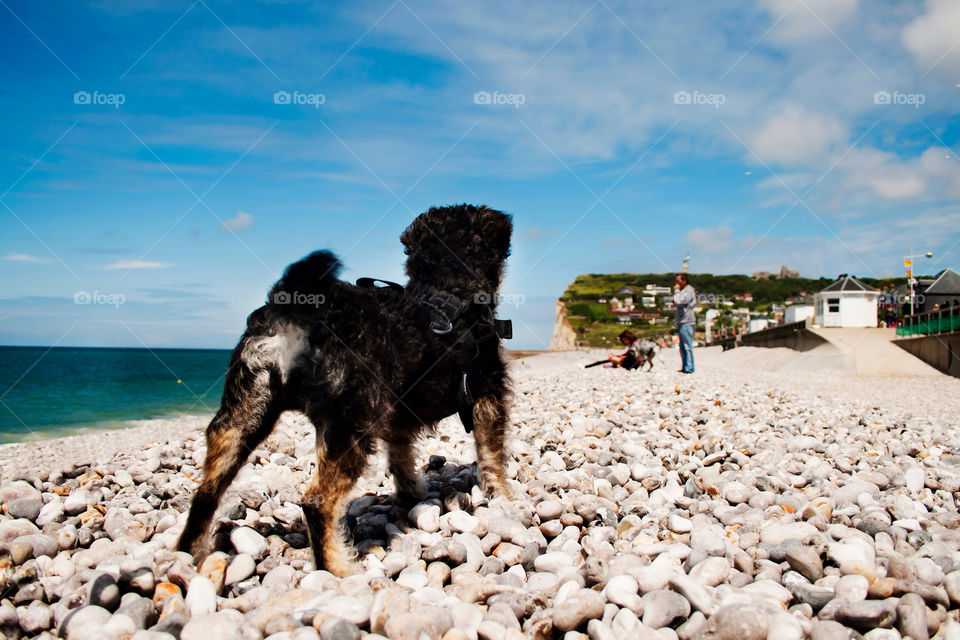 beach dog stones rocks by ilsem16