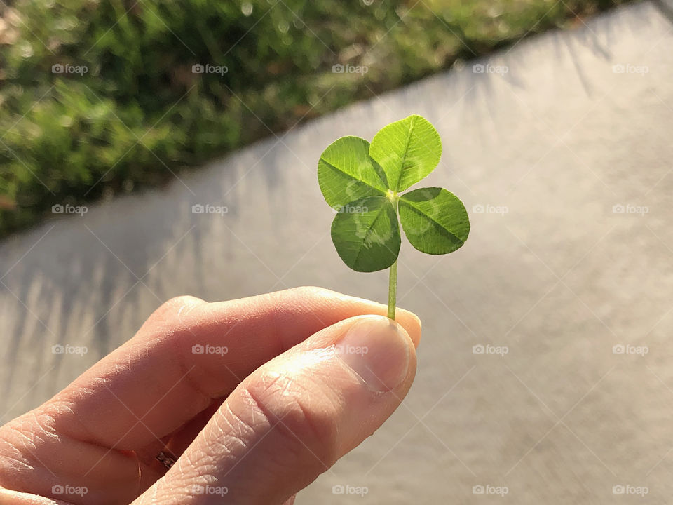 Fingers holding Four Leaf Clover