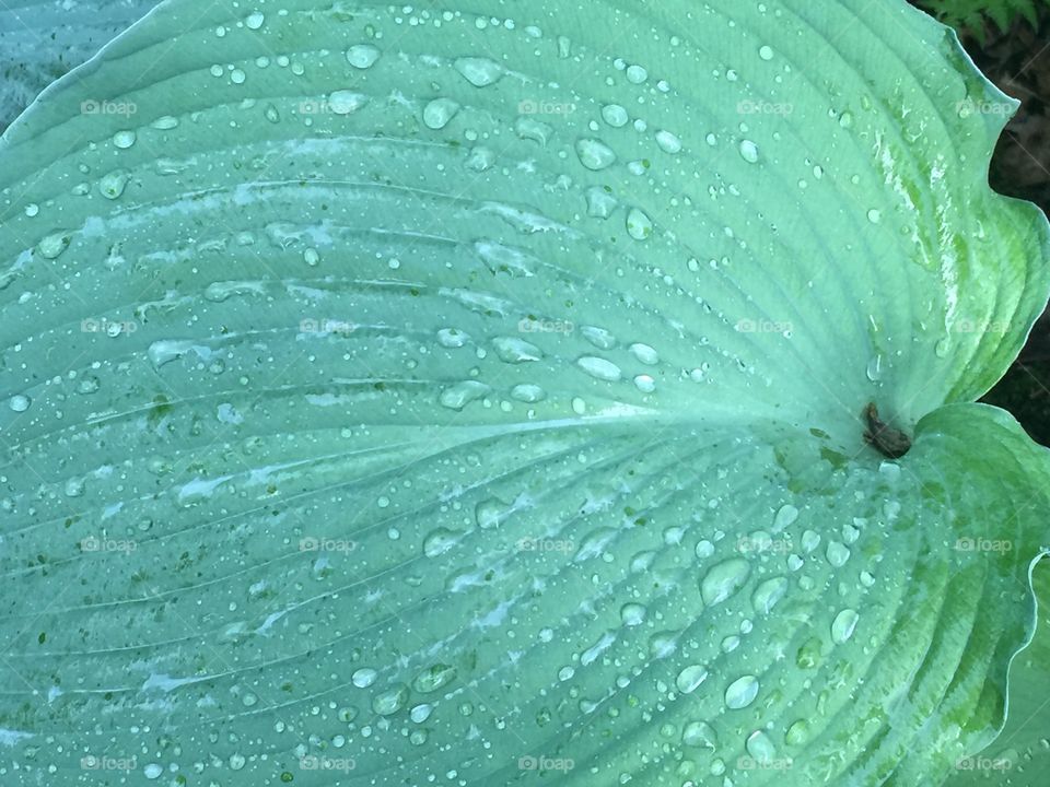 Rain drops on a green plant leaf